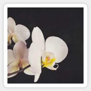 Black and White Orchid Sticker